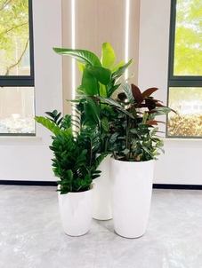 花木出租新选择！宁波余姚这家公司超靠谱