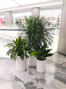 前湾绿植出租公司